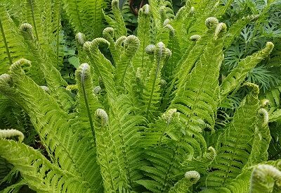 Osmunda regalis