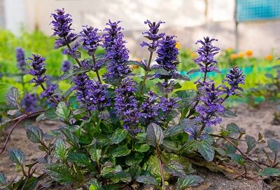 Ajuga reptans 'Catlins Giant'