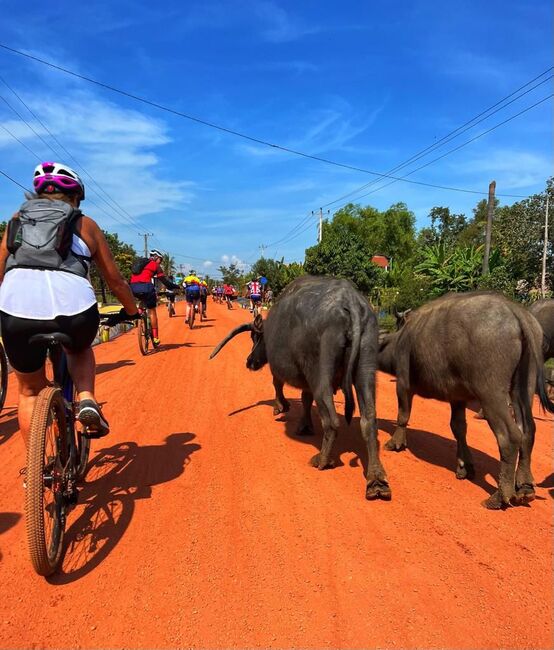 Cycling alongside cows