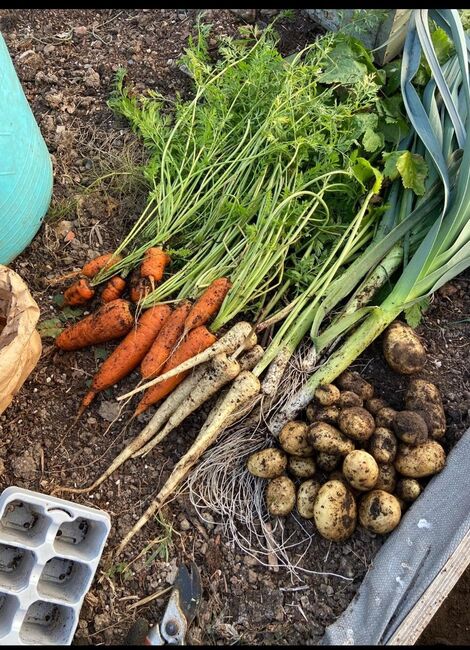 Picture of carrots